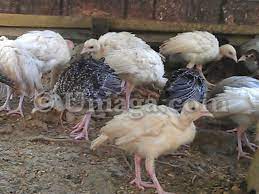 Ayam mutiara ini sejenis ayam seperti ayam belanda tetapi lebih kecil yang berasal dari afrika. Ayam Belanda Untuk Dijual Uniaga Aviary