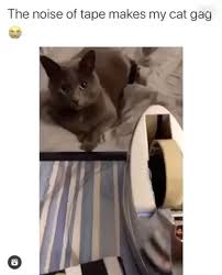 Kitten dry heaves/coughs after drinking water. Cat Gagging 9gag
