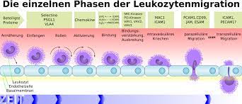 Liquor) wird von den plexus choroidei gebildet und umspült das zentrale nervensystem (), bestehend aus gehirn und rückenmark.diese sind von drei gehirnhäutenumgeben. Storung Der Blut Hirn Schranke Wikiwand
