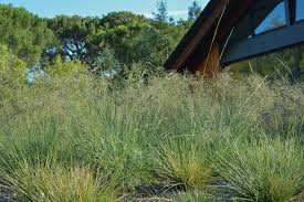 Image result for Eragrostis caespitosa