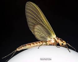 Image result for Ephemeridae