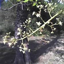 Image result for Ekebergia capensis