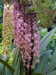 Image result for Andropogon eucomus