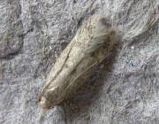 Image result for Bryotropha senectella