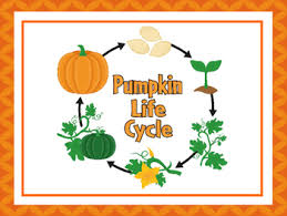 7 pumpkin life cycle printable posters anchor charts