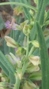 Image result for Polygala erioptera