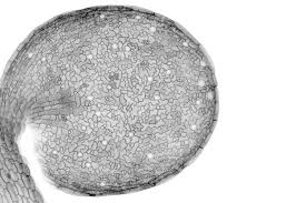 Check spelling or type a new query. Cellular Compass Guides Plant Stem Cell Division Stanford News