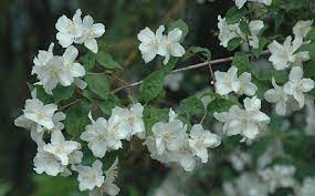 Mock Orange Characteristics Deciduous Multi Stemmed Shrub With Long Arching Branches Grows 4 6 Ft Some Mock Orange Garden Shrubs Long Blooming Perennials