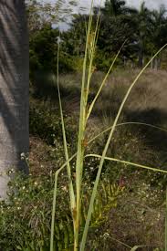 Image result for Cladium mariscus
