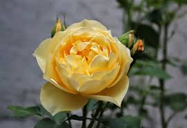 English rose, austin rose 'graham thomas'. Macro Photography Ako S Yellow Rose Is A David Austin Rose Called Graham Thomas Steemit