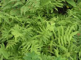 Image result for Athyrium newtonii