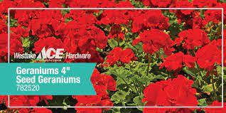Check spelling or type a new query. Westlake Hardware On Twitter Geranium Alert Now Through May 14 4 Seed Geraniums Are On Sale Head To Westlake Ace Hardware To Get Your Seeds Today Https T Co Jxwgk5wstb Https T Co Ehklcikbbz