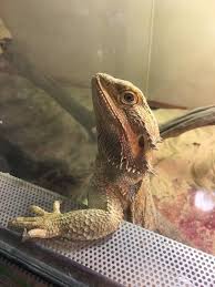 Trova le migliori immagini gratuite di drago barbuto. Pose Strane Draghi Barbuti Pogona Vitticeps Facebook
