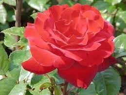 Single Full Bloom Rose I Love You I Still Love You Flower Meanings Rose Bloom