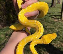 Cute Snake Cute Snake Reptile Room Cute Creatures