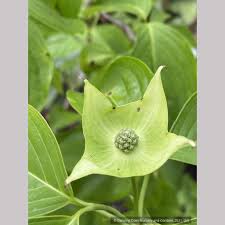 Image result for Pandiaka confusa