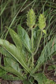 Image result for Crossandra greenstockii