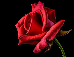 The petal pusher florist in derby, ct delivers fresh flowers to the following zip codes: How Many Petals Does A Rose Have Garden And Me