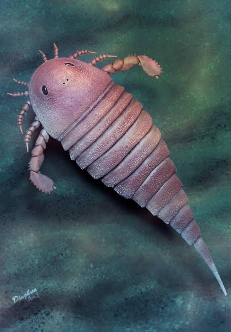 Earliest sea scorpion from China found in end-Ordovician Anji Biota in  Zhejiang