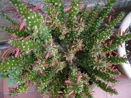 Check spelling or type a new query. Austrocylindropuntia Subulata F Monstrosa World Of Succulents