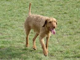 Image result for maďarský ohař drátosrstý