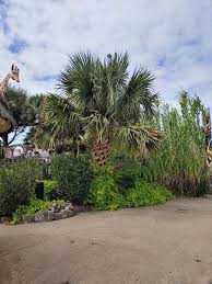 There are two distinct varieties, tall and dwarf and tall varieties are commonly cultivated around the world. Sabal Palmetto Range Officially Extended Into Virginia Beach Discussing Palm Trees Worldwide Palmtalk