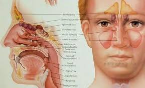 After 6 Years Of Chronic Sinus Infections I Finally Cured Myself And Regained My Life With A Self H Chronic Sinusitis Sinus Infection Symptoms Sinus Disease