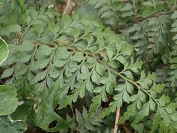 Image result for Asplenium actiniopteroides