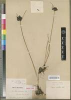 Image result for Cyperus rigidifolius