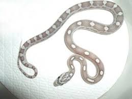 Black And White Corn Snake For Sale Caramel Ghost Motley Corn Snake Corn Snake Snake Snake Lovers