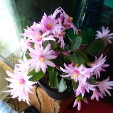 How to water christmas cactus, thanksgiving cactus, and easter cactus. My Easter Cactus In Full Bloom Indoorgarden