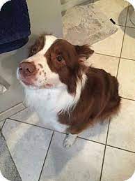 Ypsilanti Mi Border Collie Mix Meet Rhonni A Dog For Adoption Http Www Adoptapet Com Pet 17584597 Ypsilanti Mich Border Collie Border Collie Mix Collie