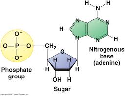 Nucleic Acids Dna And Rna A Level Biology Revision Notes