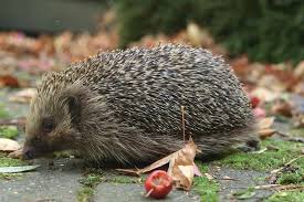 Register as a hedgehog champion today and you can access all of the resources you would ever need (such as posters, fact sheets, invitation cards) to spread the word in your local area. 10 Ways To Help Hedgehogs Hedgehog Wildlife Gardening Forest Garden