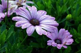 Originally their herb lore was passed down orally for generations, and many of those herbs are still used today in the same ways the native americans used herbs centuries ago. Purple African Daisies Annual Native South Africa Also Piqsels