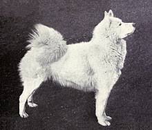 We can custom style any pure bred to the standard. Samoyed Dog Wikipedia