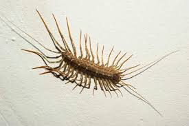 What causes centipedes in the house. How To Get Rid Of Centipedes In House Plants