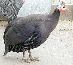 Check spelling or type a new query. Royal Purple Guineas