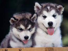 Baby Husky Wallpapers Wallpaper Cave