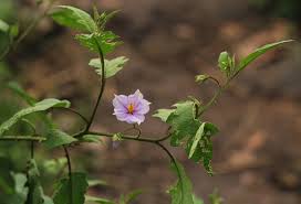 Image result for Solanum richardii