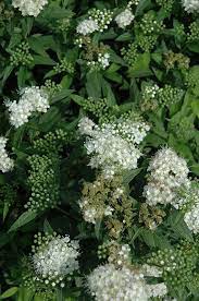Japanese White Spirea Spiraea Albiflora At Gertens Spirea Trees To Plant Plants