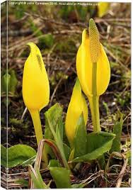 Peace lily plant growers face many problems like peace lily leaves turning yellow, brown spots on leaves, wilting and leaf drooping. Yellow Peace Lily Canvas Print By John Cameron
