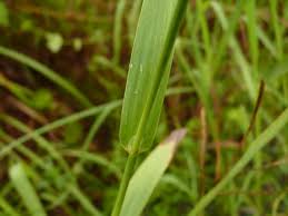 Image result for Paspalum scrobiculatum