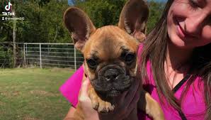 French Bulldog Puppy For Sale!