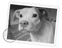 All breeds are welcome, and they do not charge extra for puppies or dogs with special needs. Chile Pet Transport Service Latam Pet Transport