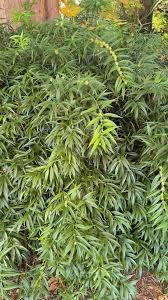 Image result for Tephrosia festina