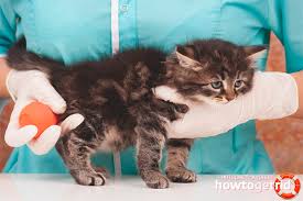 Evde Bir Kedi Icin Lavman Nasil Yapilir