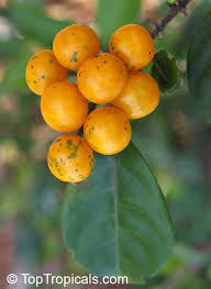 Image result for Solanum linneanum