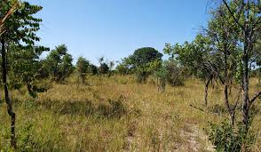 Image result for Combretum celastroides