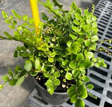 Image result for Pellaea